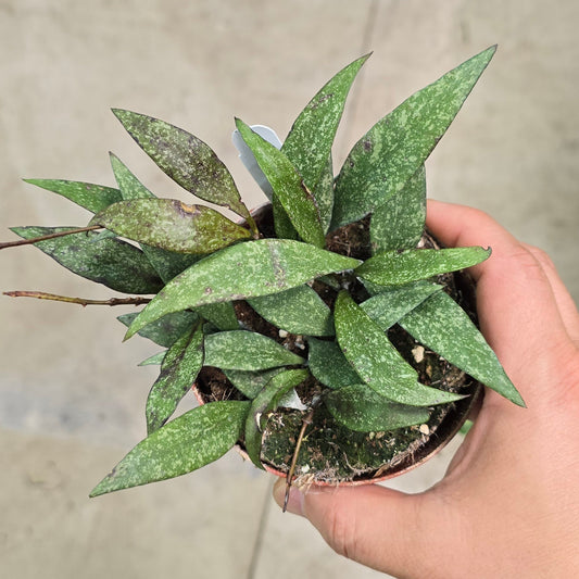 Hoya parviflora 'Splash' - 4"