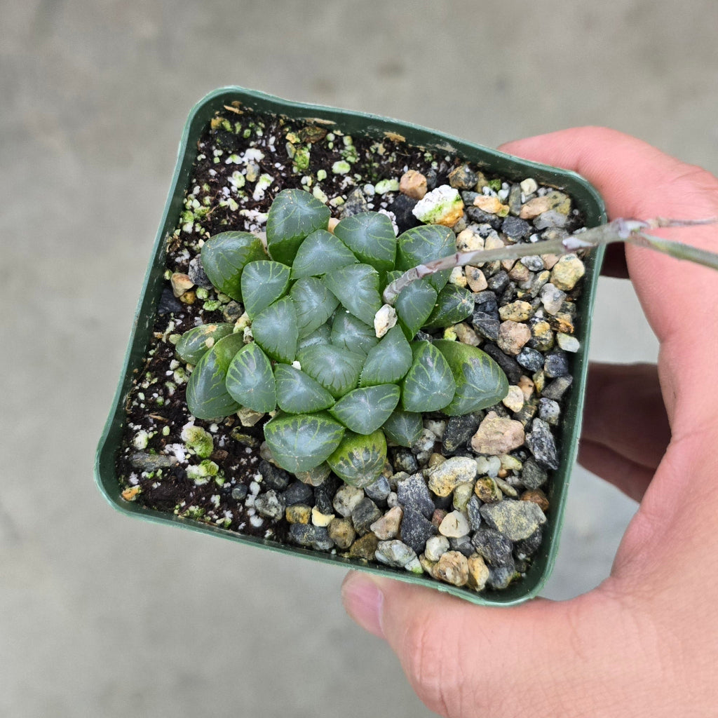 Haworthia obtusa 'Crystal' - 4"