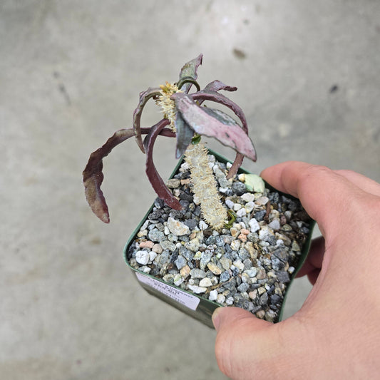 Euphorbia francoisii - 4"