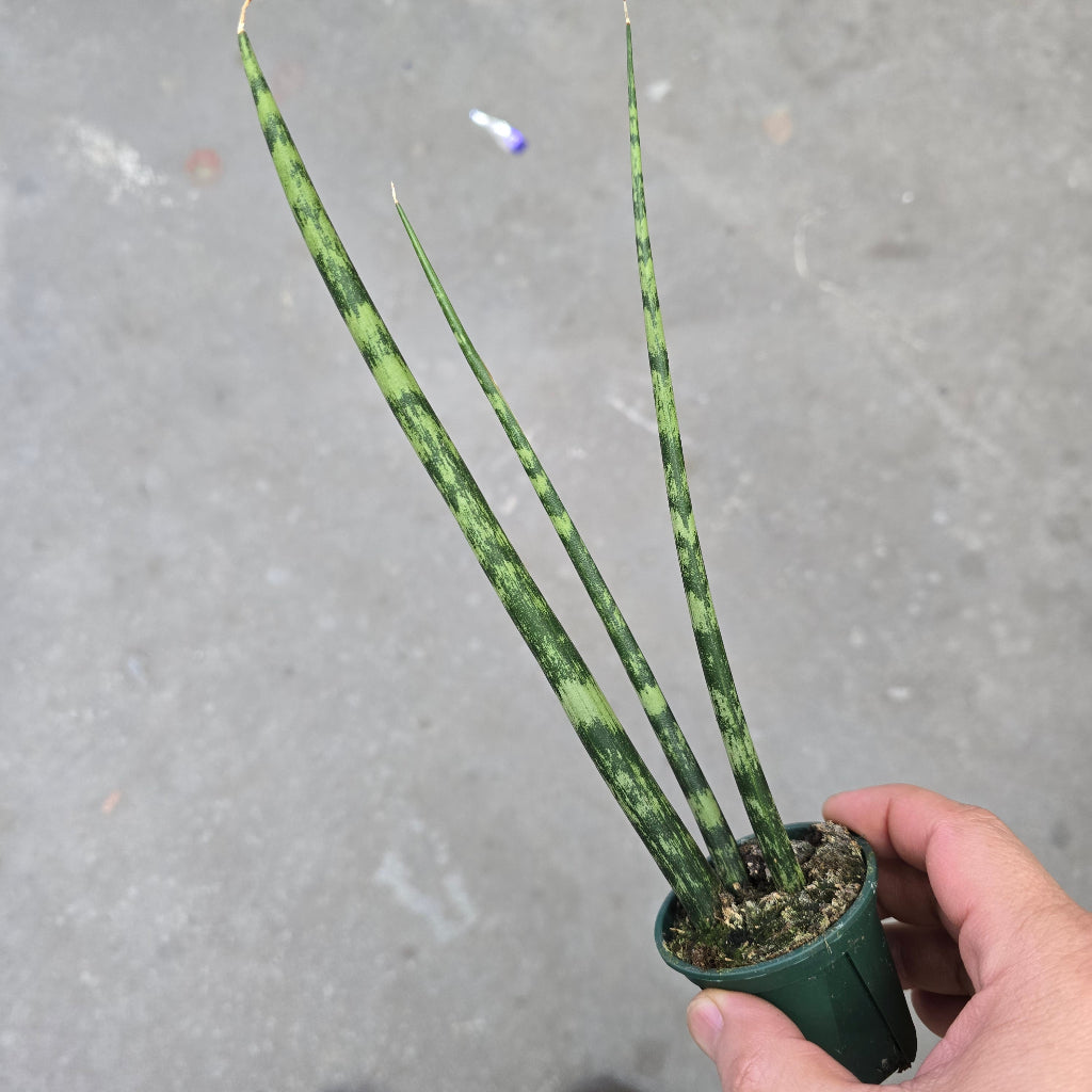 Sansevieria bacularis - 2"
