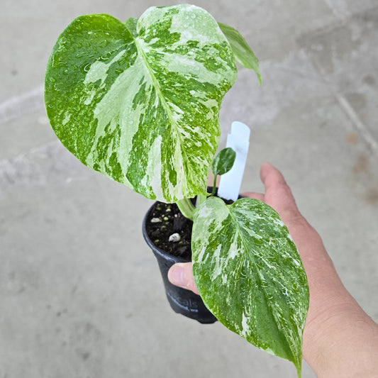 Monstera borsigiana albo - 4"