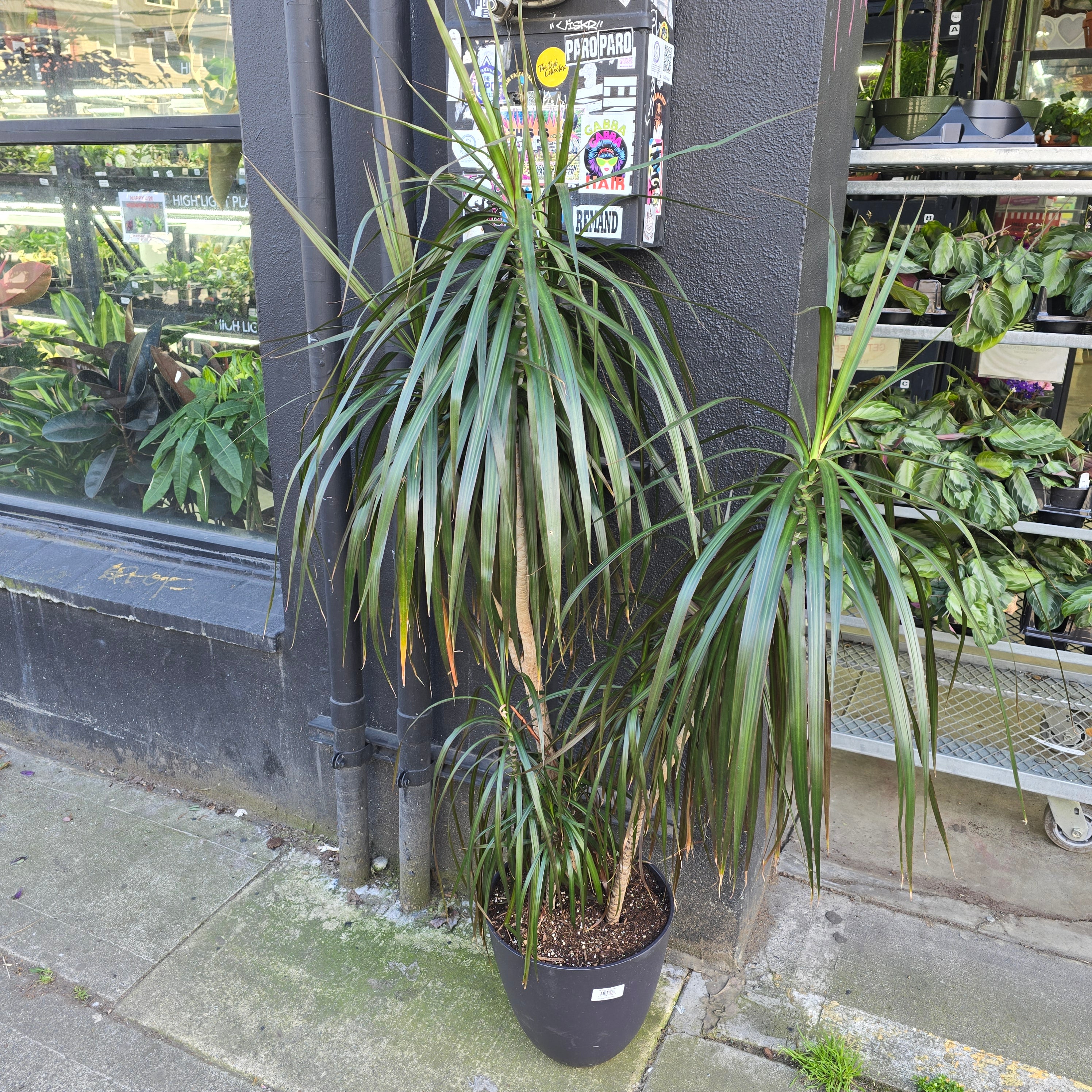 Dracaena marginata - 12"