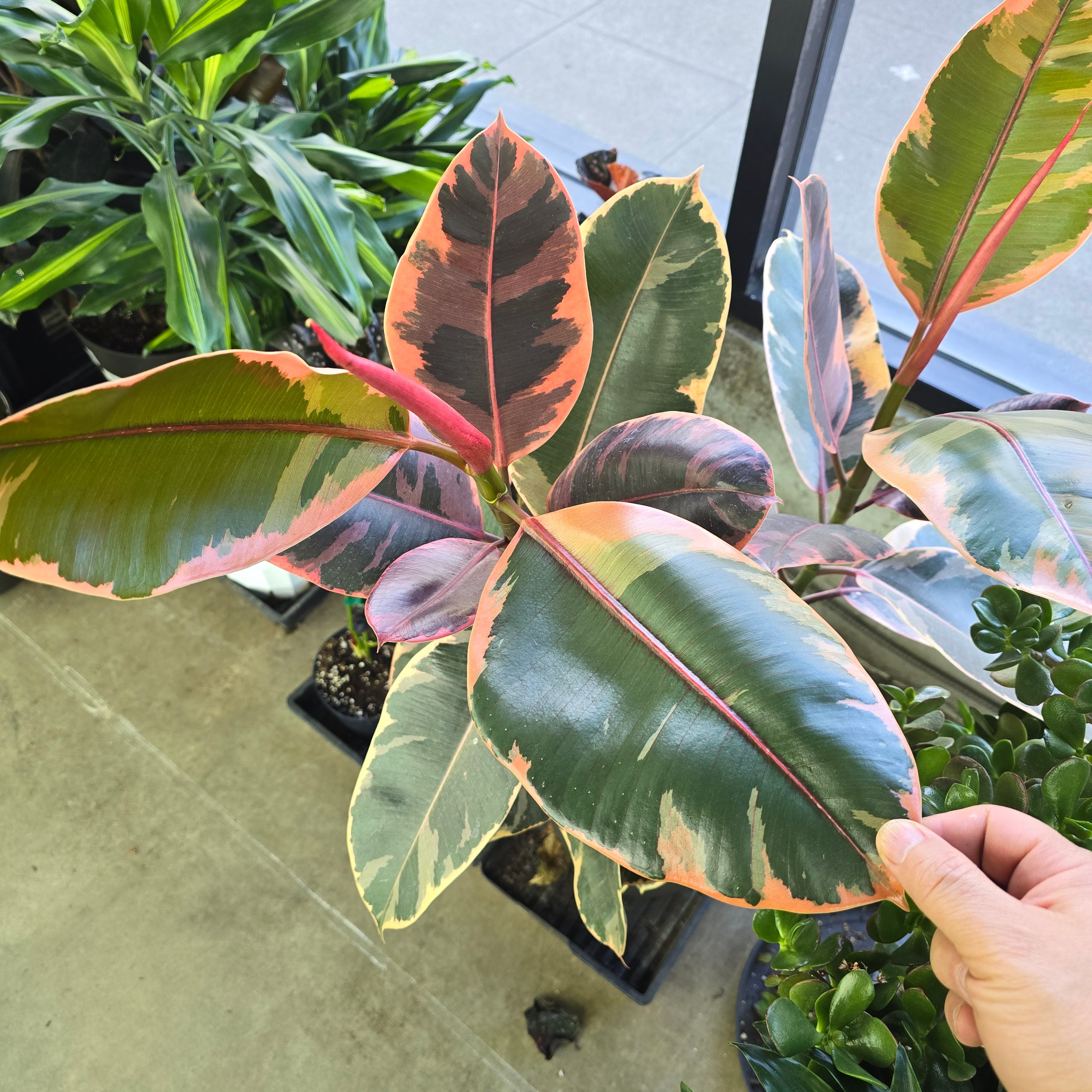Ficus elastica 'Ruby' - 12" (VW)