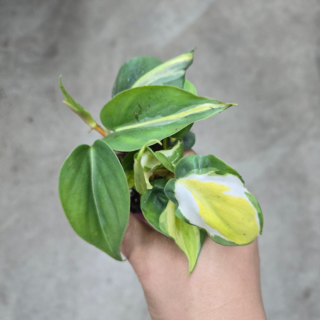 Philodendron cream splash - 2"