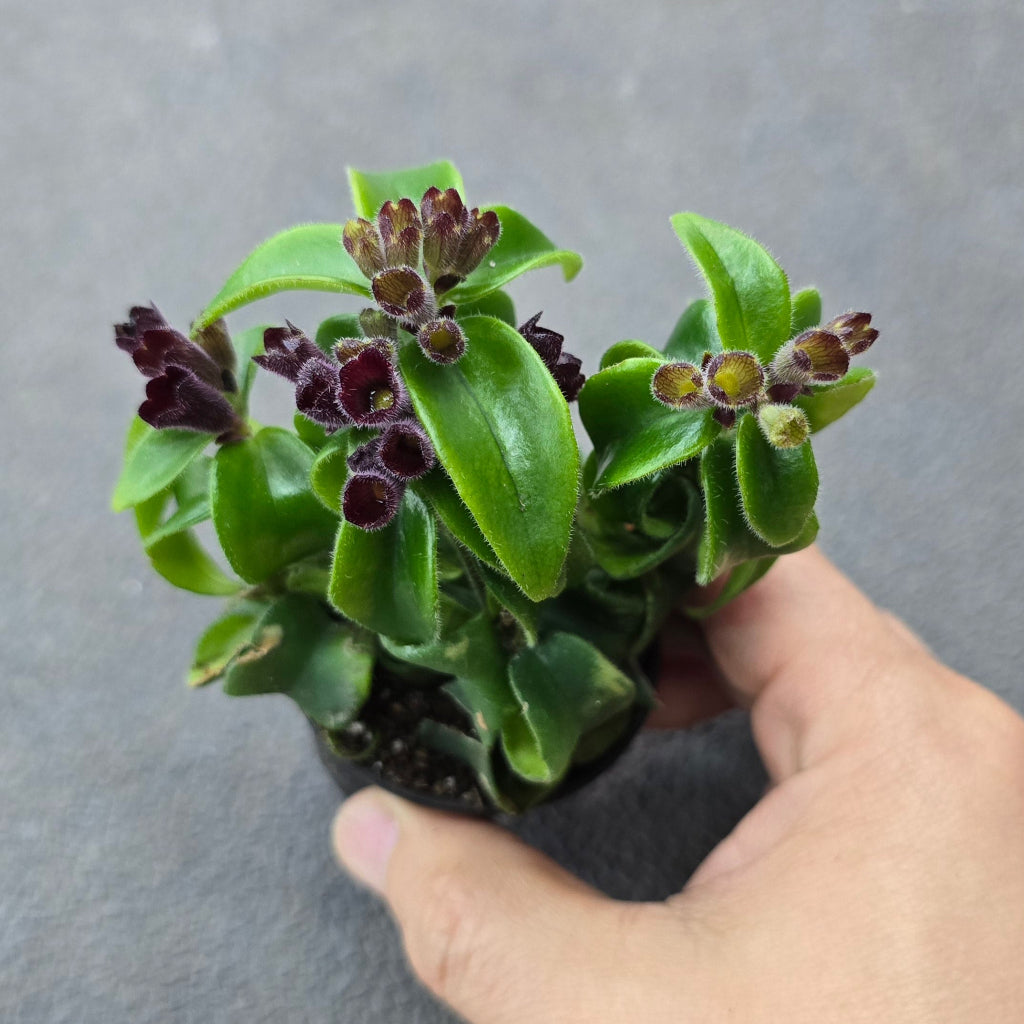 Aeschynanthus rad. 'Rasta' - 2"