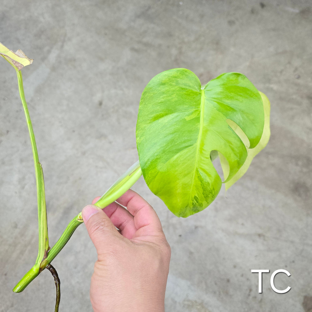 Monstera aurea 'Tricolor' - Cutting