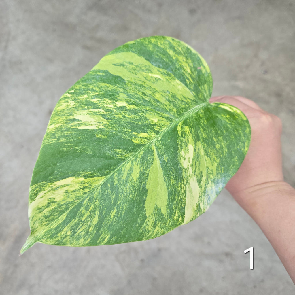 Monstera aurea 'Tricolor' - Cutting