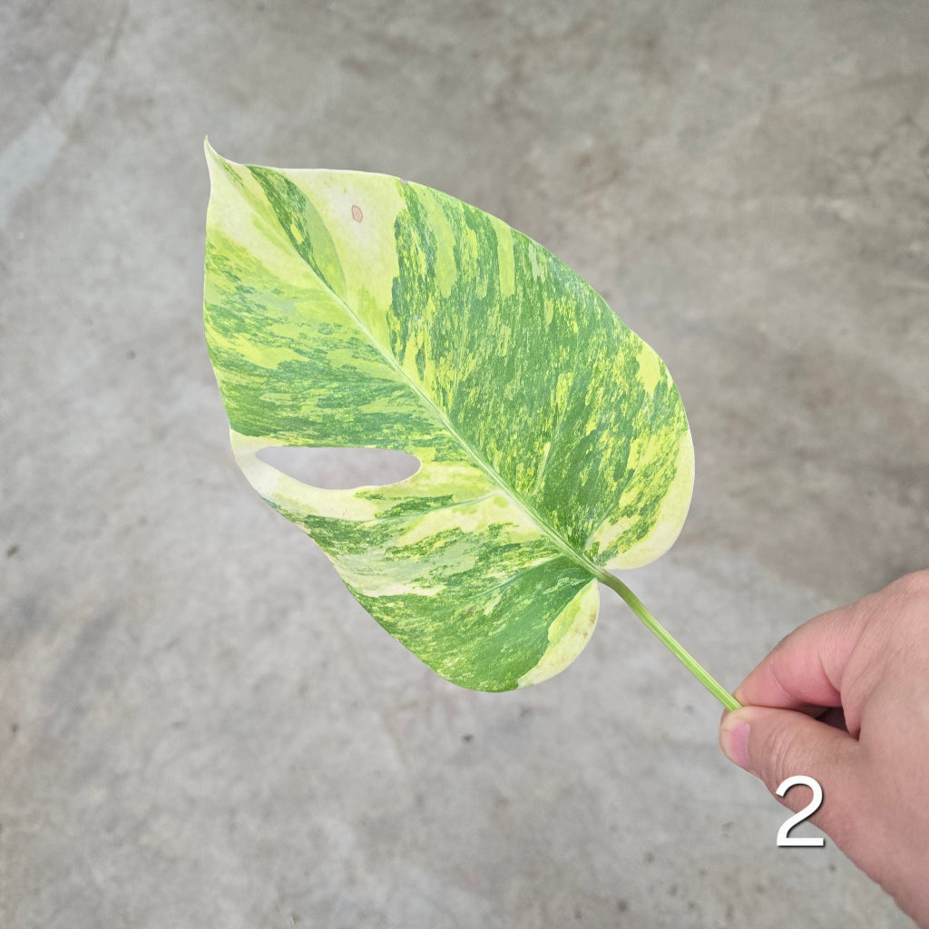 Monstera aurea 'Tricolor' - Cutting