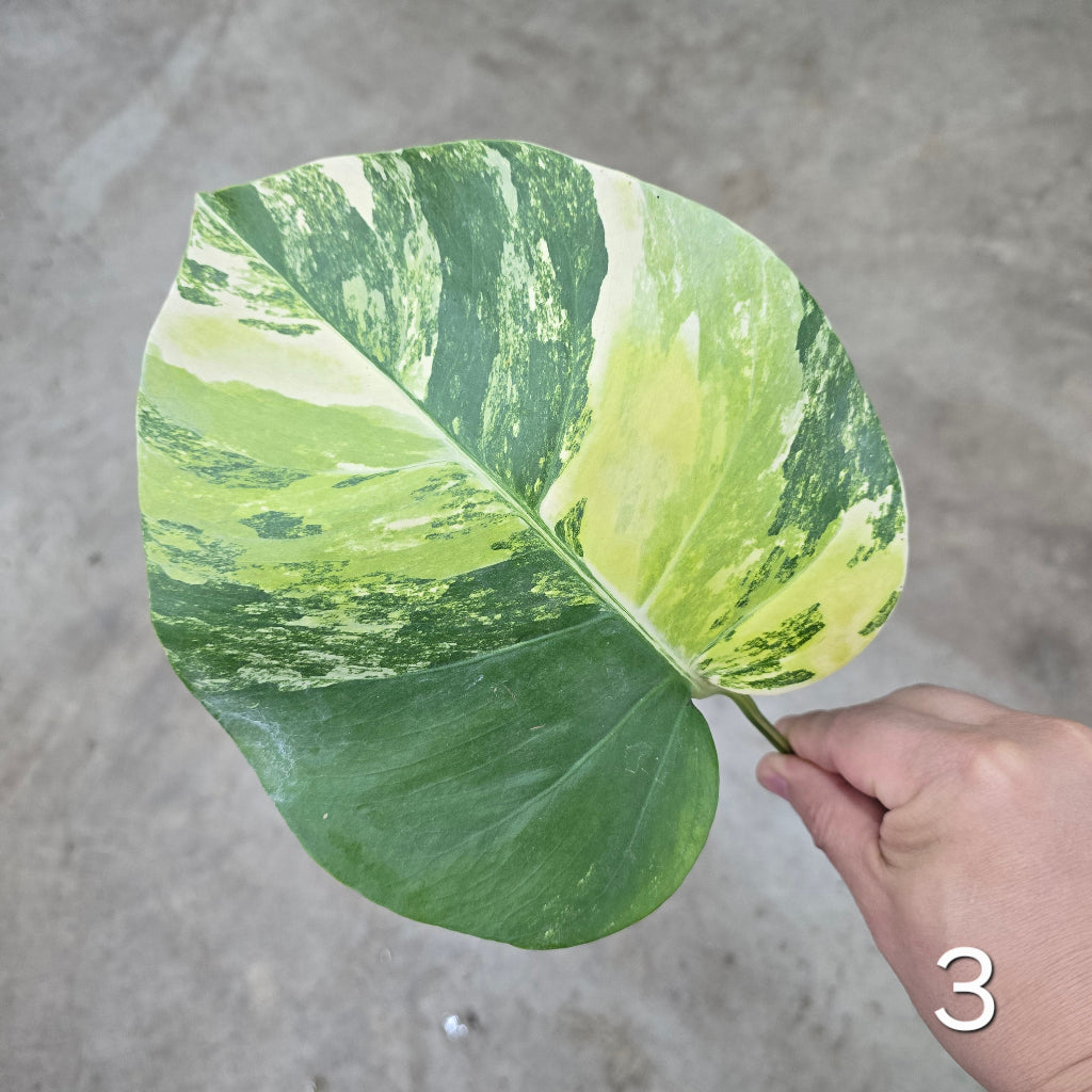 Monstera aurea 'Tricolor' - Cutting