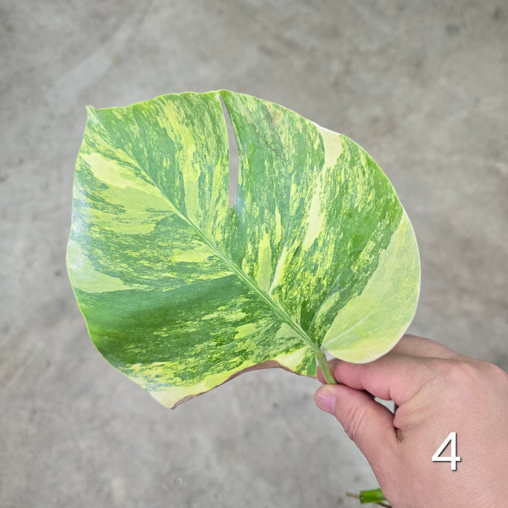 Monstera aurea 'Tricolor' - Cutting