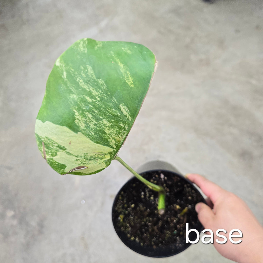 Monstera aurea 'Tricolor' - Cutting