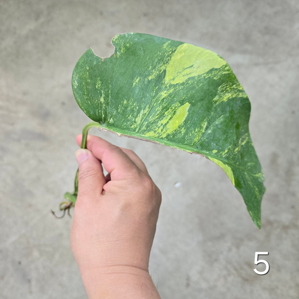 Monstera aurea 'Tricolor' - Cutting