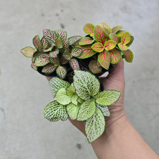 Fittonia assorted - 2"