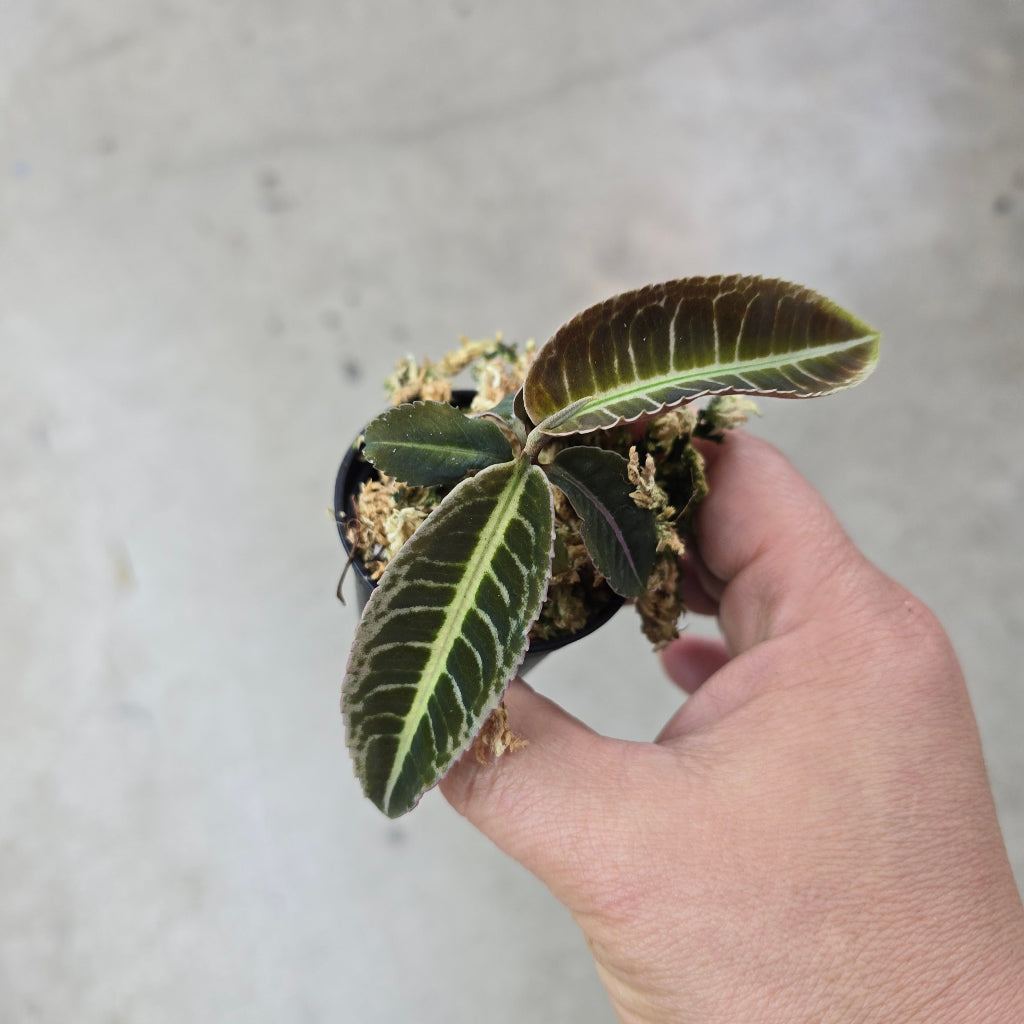 Labisia sp Riau