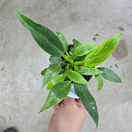 Philodendron 'Fat Boy' - 4"