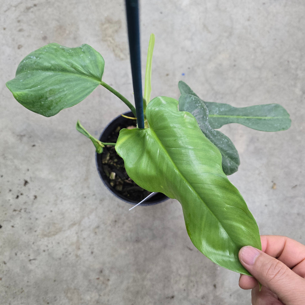Philodendron subhastatum - 6"
