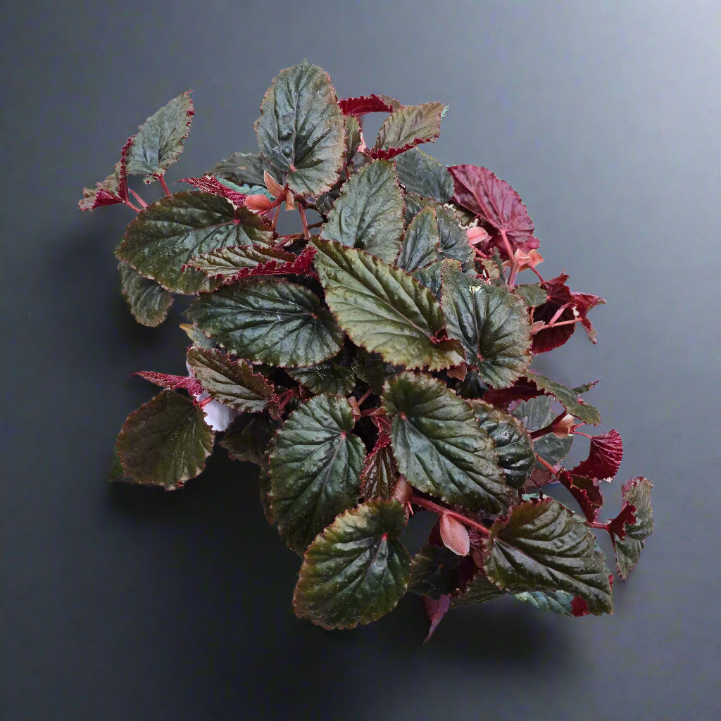 Begonia 'Black Magic' - 6"