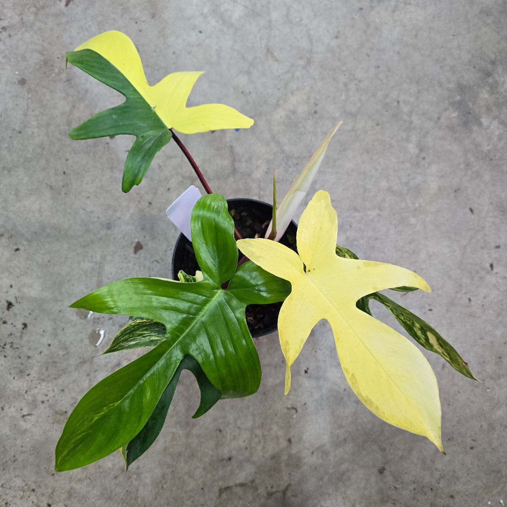 Philodendron 'Florida Beauty' - 6"