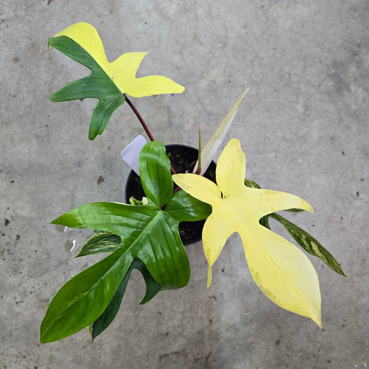 Philodendron 'Florida Beauty' - 6"