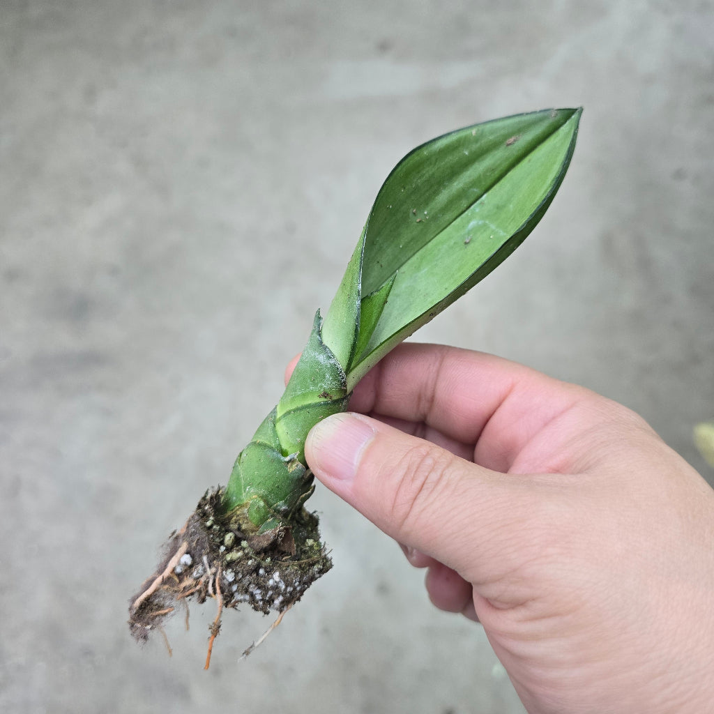 Sansevieria trifasciata 'Moonshine' - (plug)