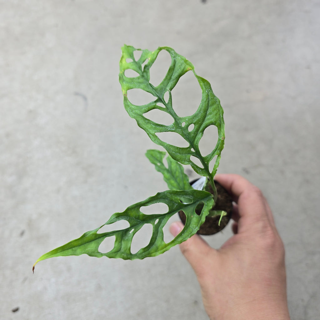 Monstera obliqua peru - 2"