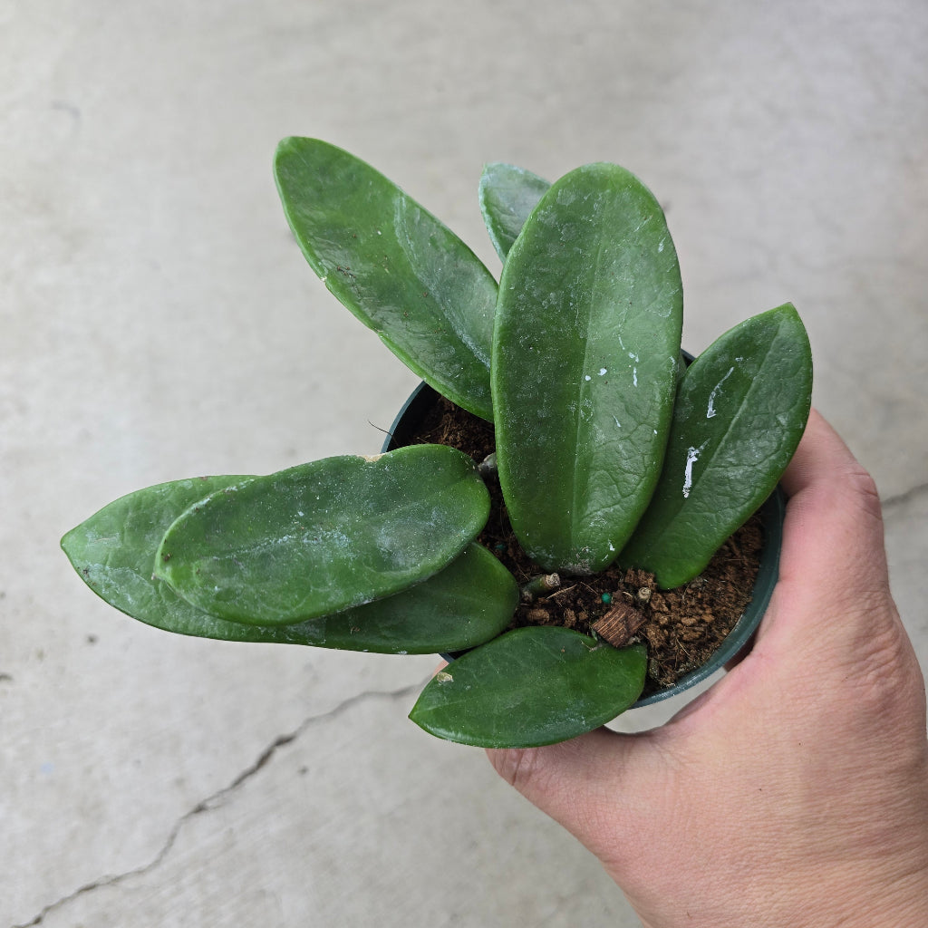 Hoya meliflua - 4"