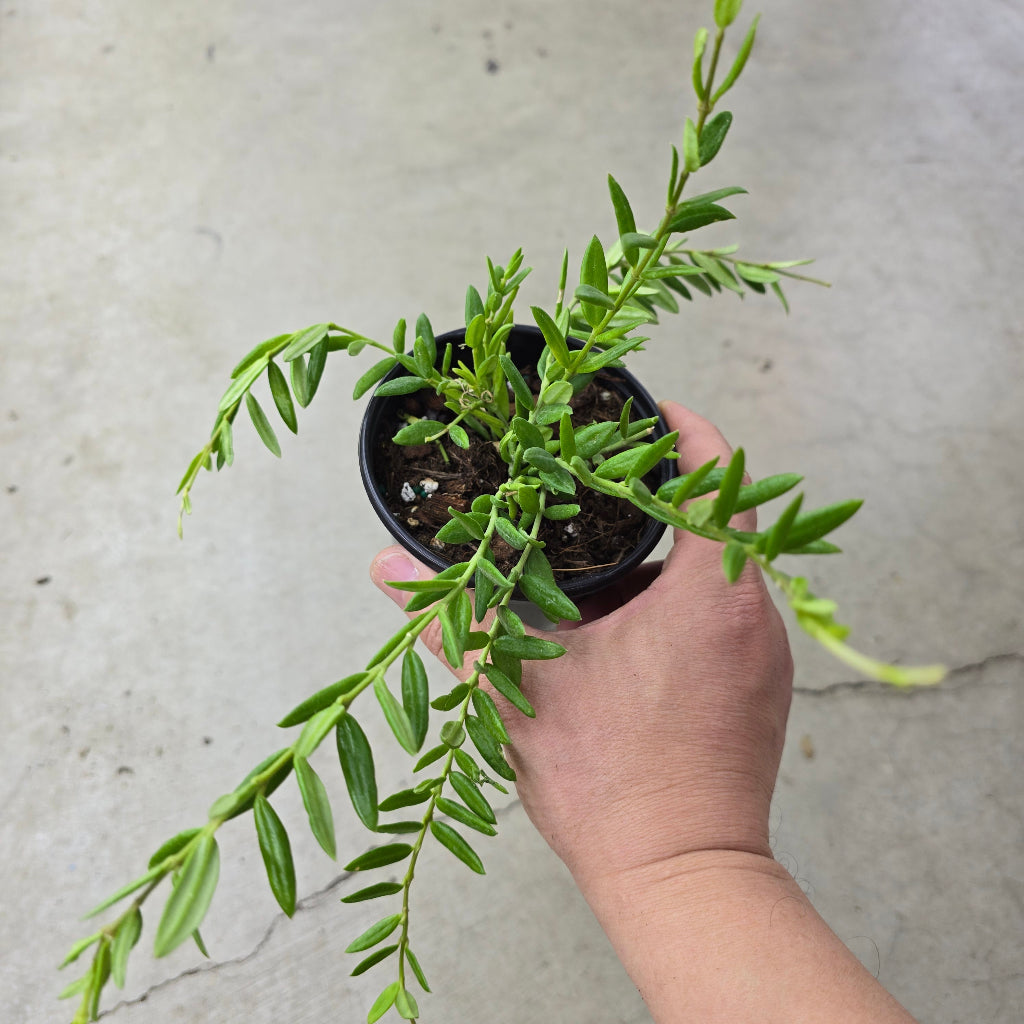 Hoya engleriana - 4"