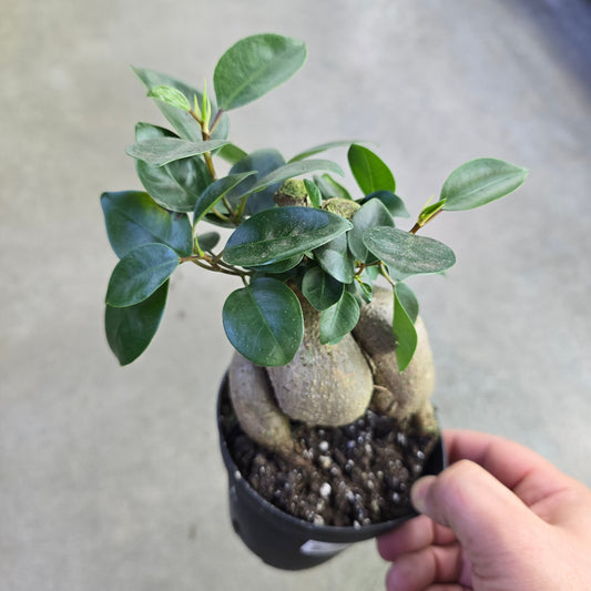 Ficus retusa - 4"