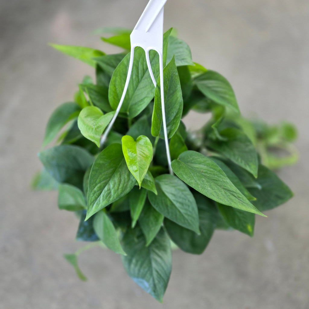 Epipremnum aureum 'Green Queen' - 8"