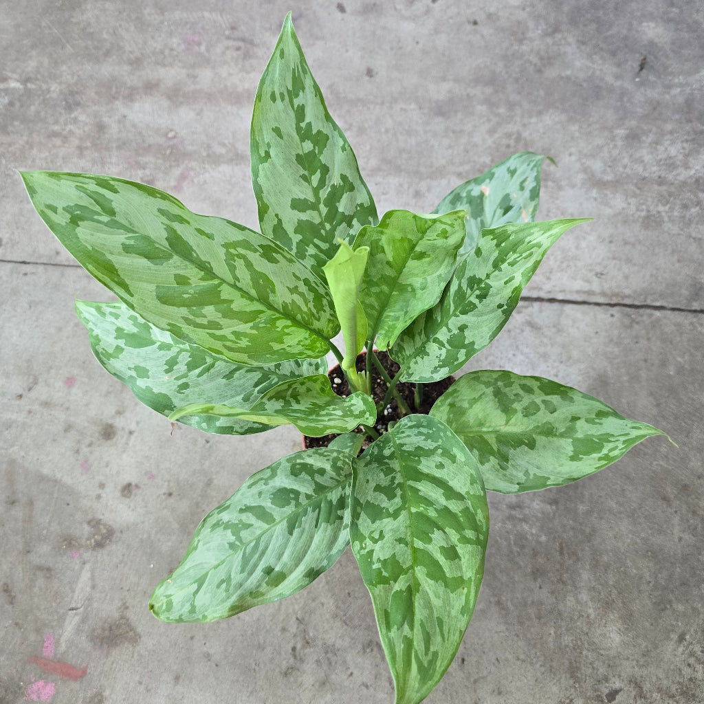 Aglaonema 'Camouflage' - 6"