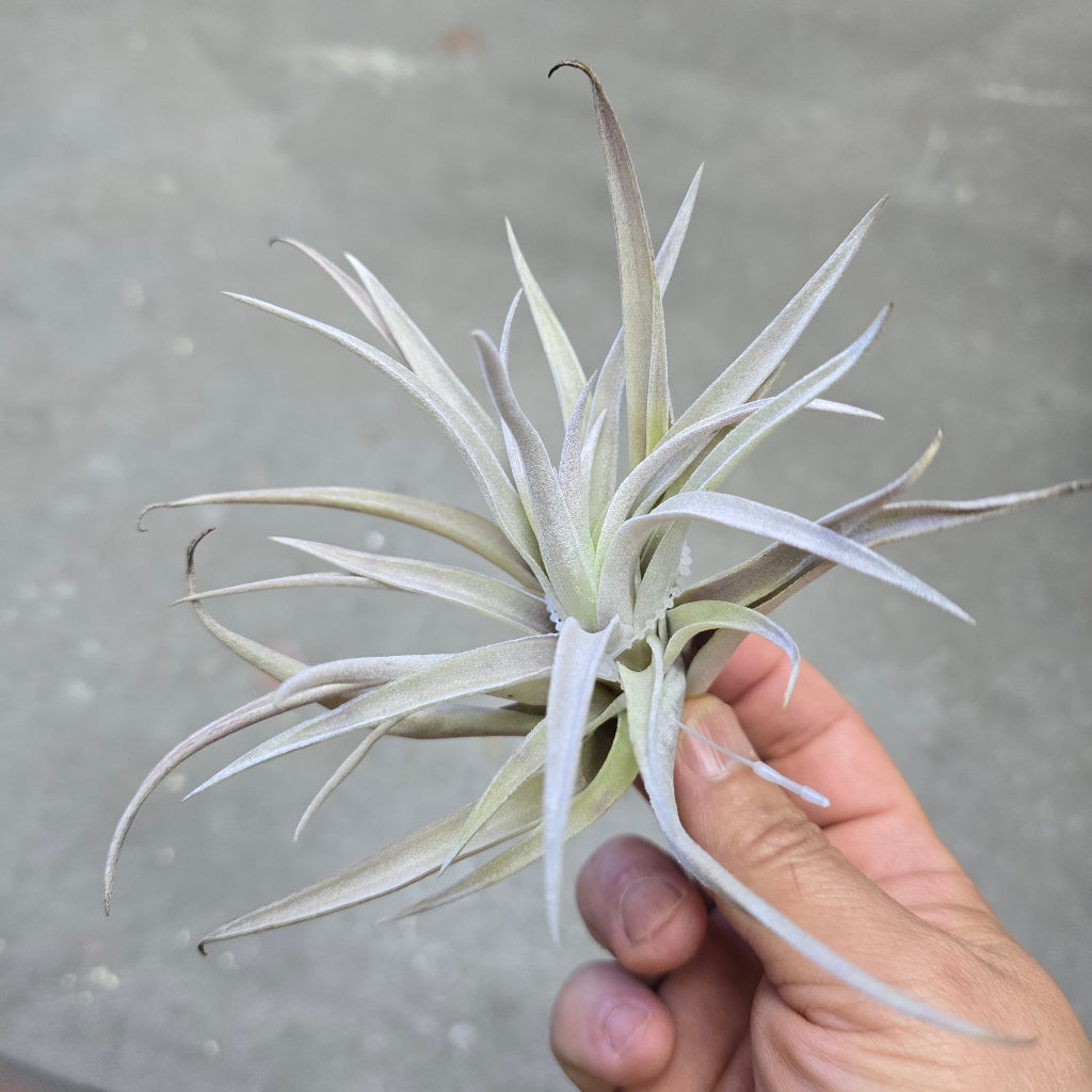 Harrisii - (5-6")
