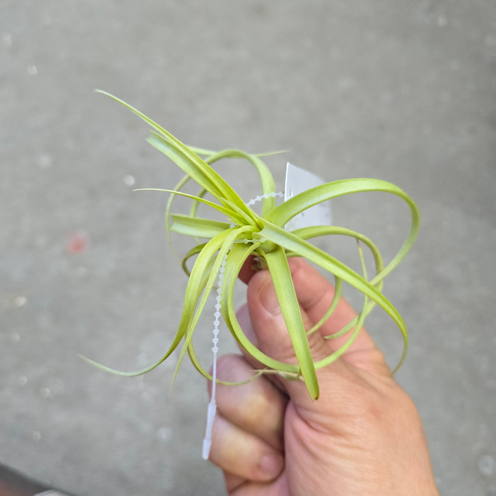 T. rothii