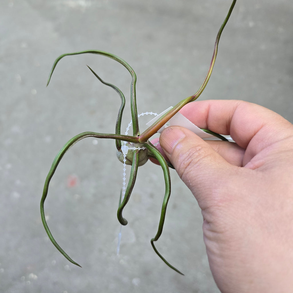 T. bulbosa gigante
