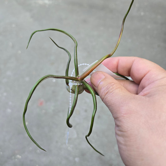 T. bulbosa gigante