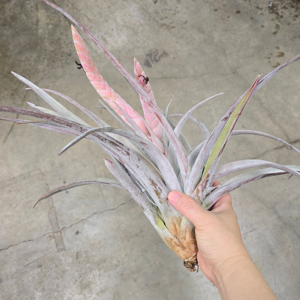 T. Chiapensis (9 years old)