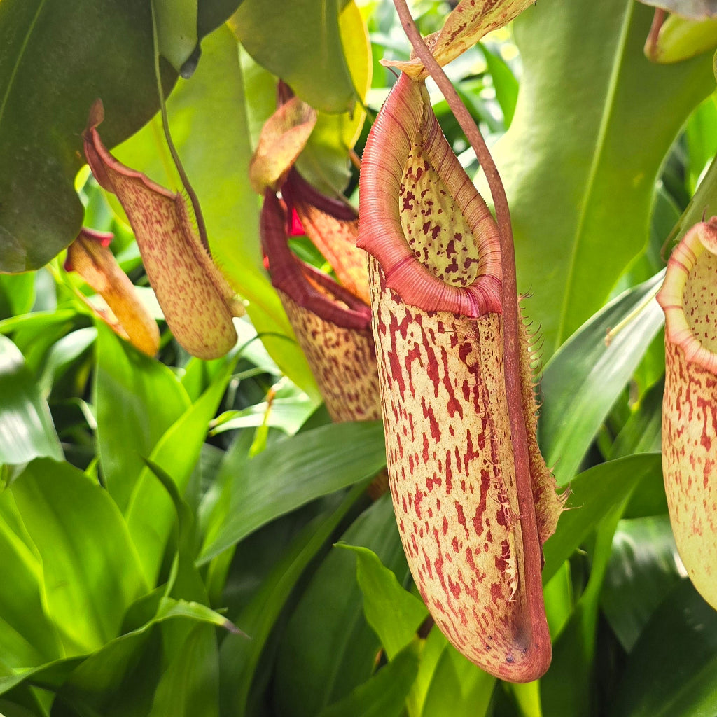 Nepenthes 'Miranda' - 8HB