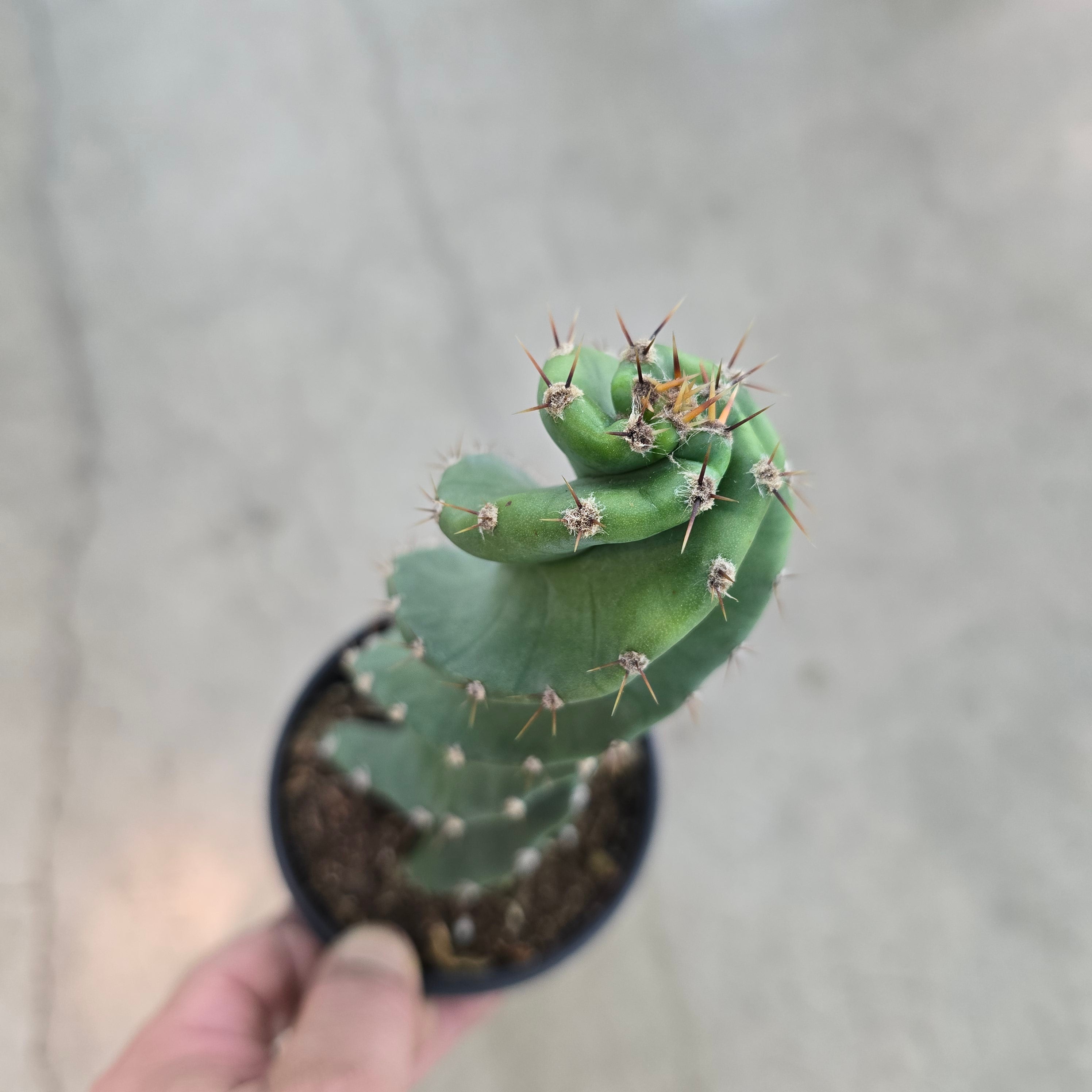 Cereus forbesii 'Spiralis' - 4"