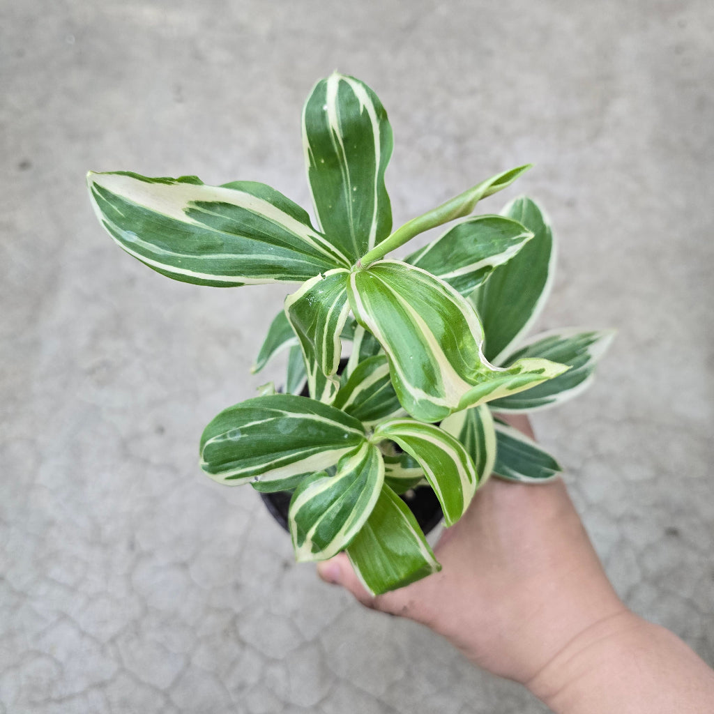 Costus arabicus varieagata - 4"