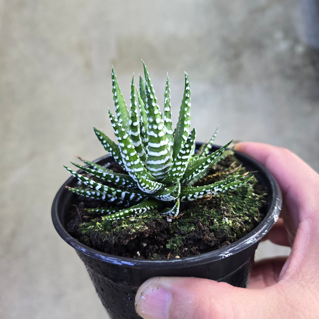 Haworthia fasciata big band - 4"