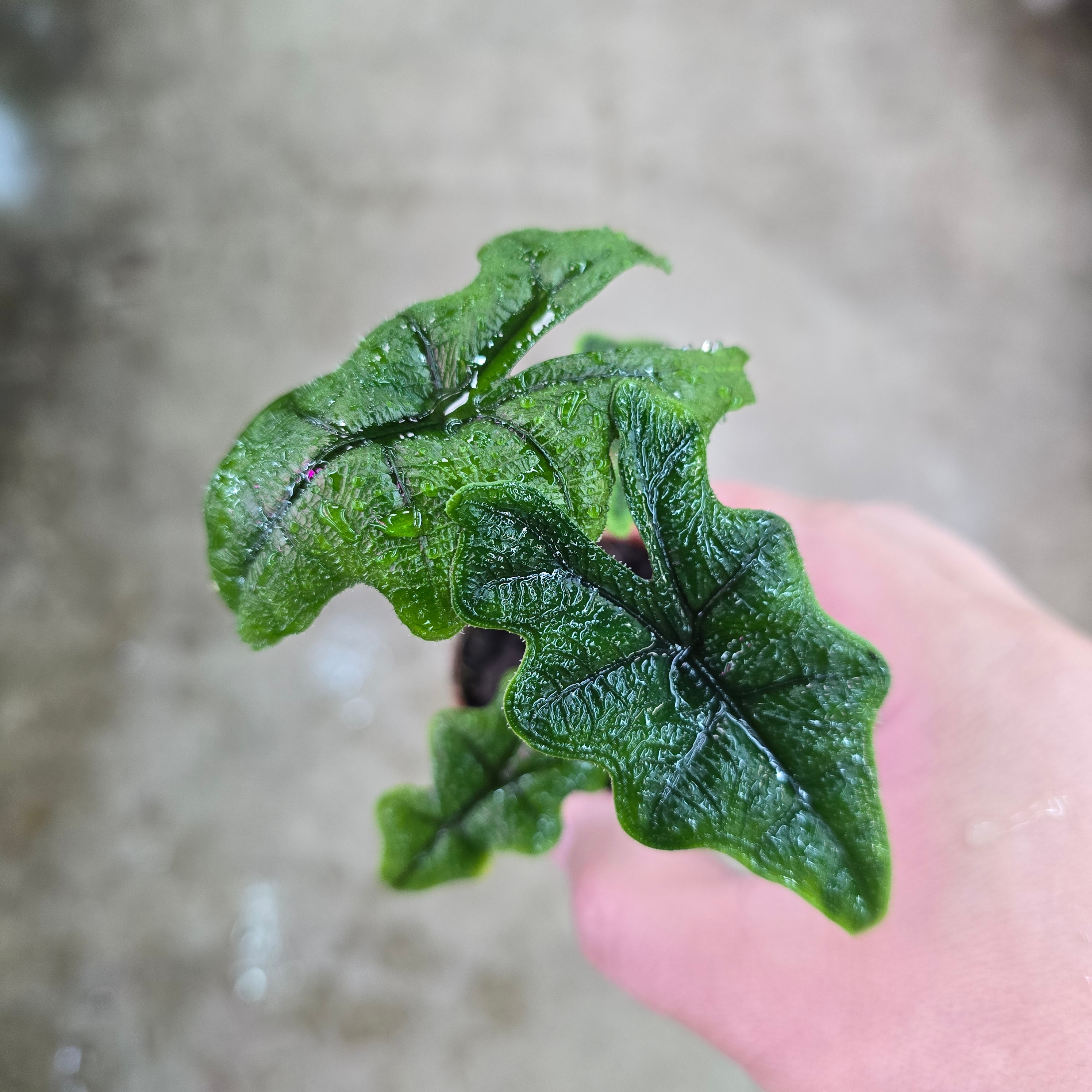 Alocasia sulawesi 'Jacklyn' - 2" (green)