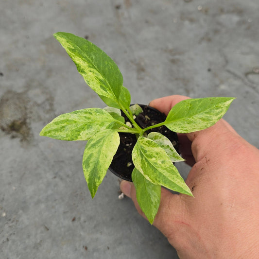 Anthurium vittarifolium variegated - 2"