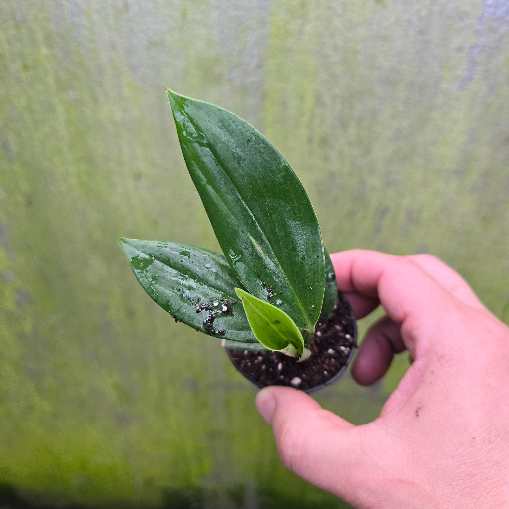 Rhaphidophora decursiva - 2"