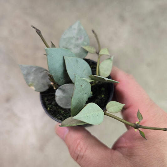 Hoya krohniana 'Super Silver' - 2"