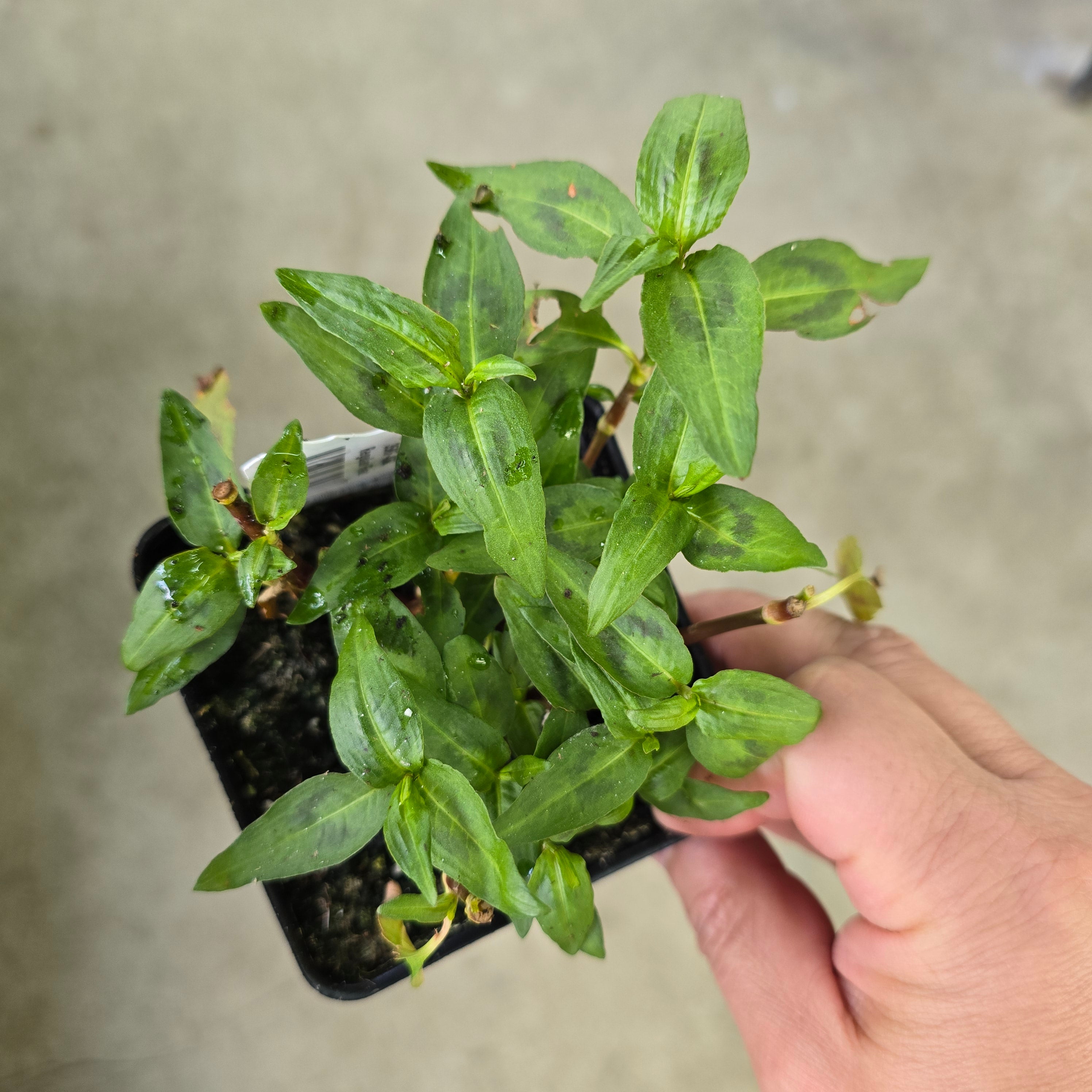 Vietnamese Coriander - 3.5"
