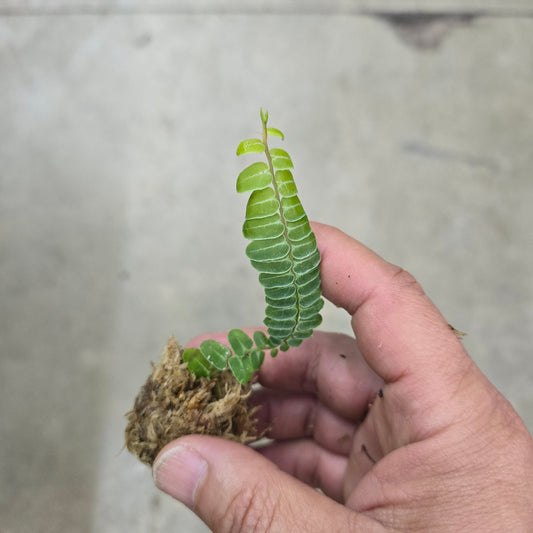 Marcgravia umbellata - cutting