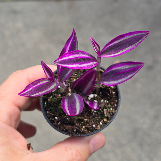 Tradescantia pallida  'Pink Paradise' - 2"
