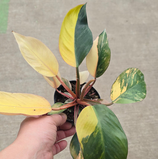 Philodendron 'Congo Red Hot' - 4"
