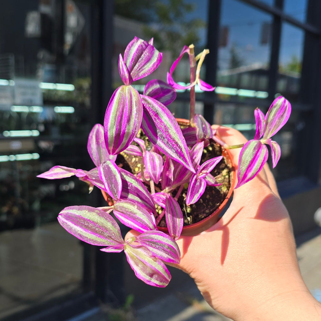Tradescantia 'Pink Paradise' - 4"