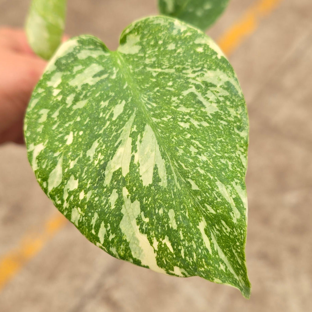 Monstera deliciosa 'Thai Constellation' - 2" (HV)