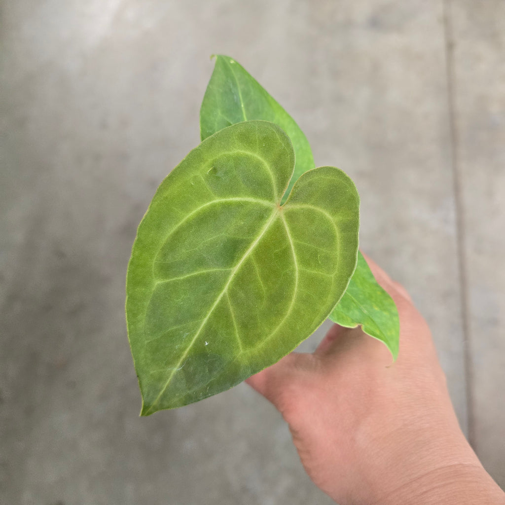 Anthurium hoffmannii X - 2"